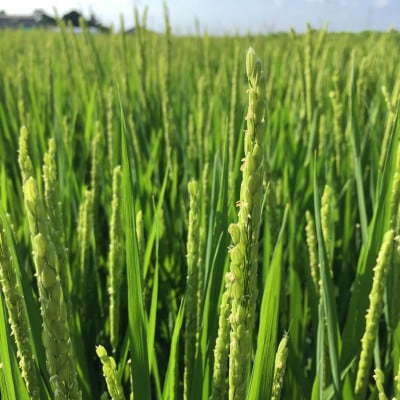 【令和6年産】【冷温貯蔵米】　契約栽培　水郷の恵 コシヒカリ5kg×2袋(精米)