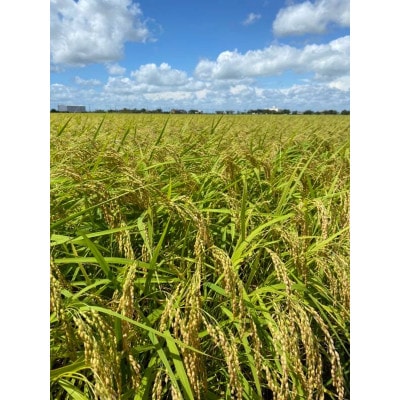 【令和7年産】新米 契約栽培 千葉県香取市産コシヒカリ(精米) 5kg