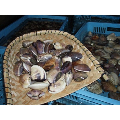 九十九里浜蛤酒蒸しお吸物セット