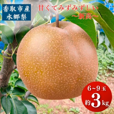 「香取市産水郷梨」新高1箱約3kg(6玉～9玉入り)