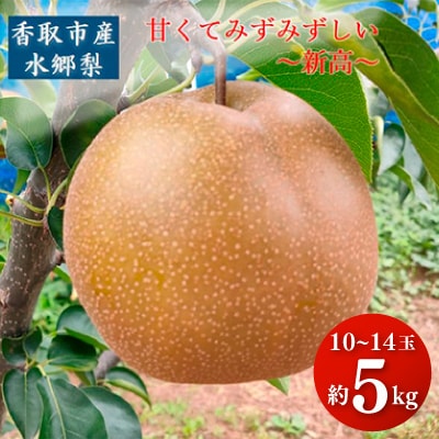 「地元 水郷梨」新高梨1箱　約5Kg(10～14玉)