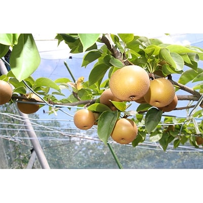 「香取市産 水郷梨」幸水 約5kg