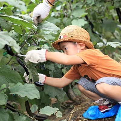 ザファーム貸農園会員(THE FARM MEMBER)　1年間利用券