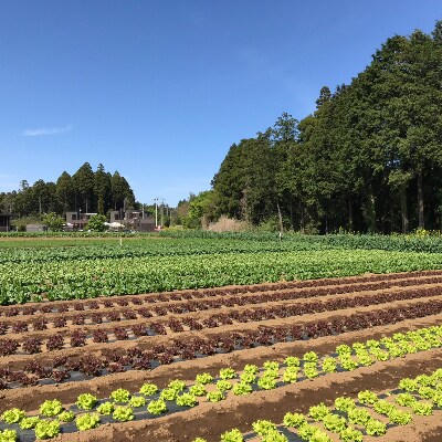 THE FARMの 野菜 詰め合わせセット こだわり厳選した旬な野菜をお届け!