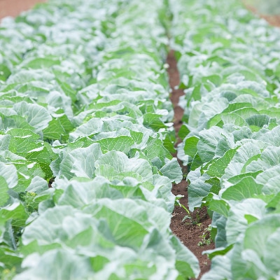 THE FARMの 野菜 詰め合わせセット こだわり厳選した旬な野菜をお届け!