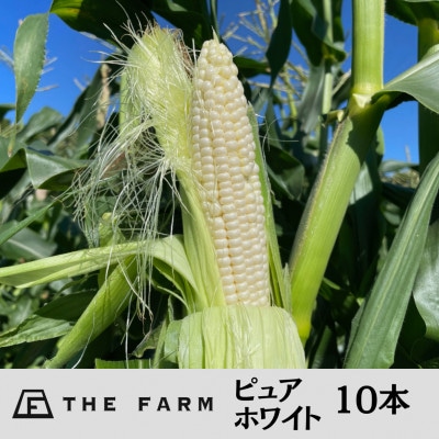 THE FARMの希少なとうもろこし「ピュアホワイト」 10本