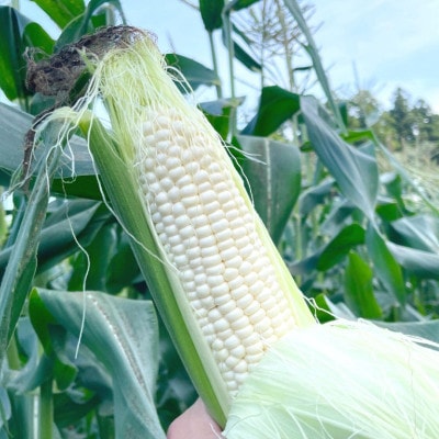 THE FARMの希少なとうもろこし「ピュアホワイト」 10本