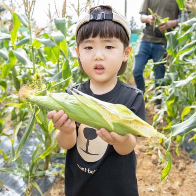 THE FARMの希少なとうもろこし「ピュアホワイト」 10本