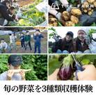 手ぶらでOK!THE FARMの旬の野菜収穫体験引換券(1袋)