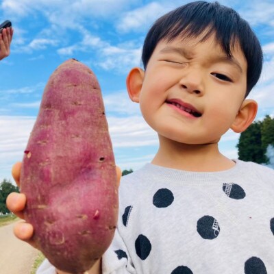 THE FARMのさつまいもシルクスイート5kg【先行受付・2024年10月31日以降順次発送】