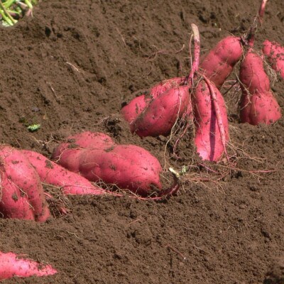 THE FARMのさつまいもシルクスイート5kg【先行受付・2024年10月31日以降順次発送】