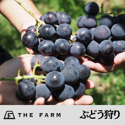 THE FARM極甘ぶどう園　大人ペア収穫体験券