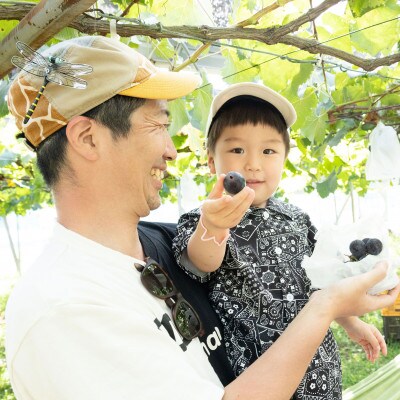 THE FARM極甘ぶどう園　大人ペア収穫体験券