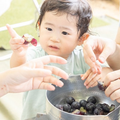 THE FARM極甘ぶどう園　大人ペア収穫体験券