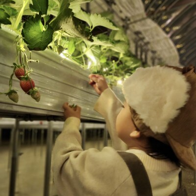 THE FARM星空いちご園　大人ペア収穫体験券