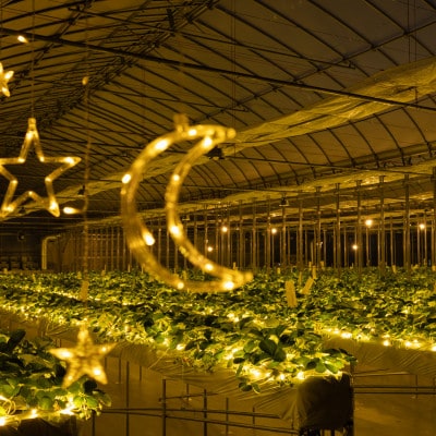 THE FARM星空いちご園　大人ペア収穫体験券