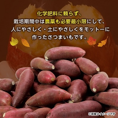 【訳あり】紅はるか と 安納芋 食べ比べさつまいもセット (各5kg 計10kg)