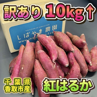 【訳あり】さつま芋 紅はるか 約10kg 千葉県香取市産【再入荷2025年2月上旬より順次発送】