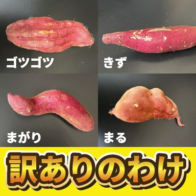 【訳あり】さつま芋 紅はるか 約10kg 千葉県香取市産【再入荷2025年2月上旬より順次発送】