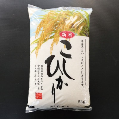 令和6年産　千葉県産コシヒカリ　精米　10kg(5kg×2袋)