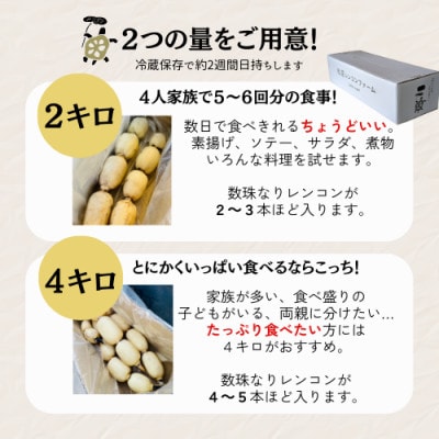 新物!8月上旬より順次発送予定!千葉県香取市産レンコン2kg