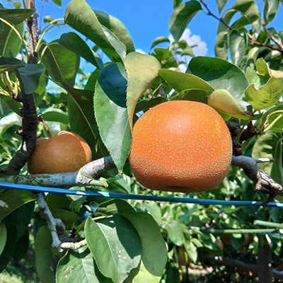 香取市産水郷梨「豊水」 約3kg(8玉～10玉)