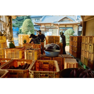 昨年はお取り寄せ1年待ち!最高糖度75!金蜜芋のやきいも(不揃い品)700g『千葉県香取市農園直送』