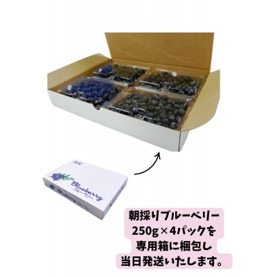 【千葉県香取市産】生ブルーベリー　1kg　夏季限定　ソーラーシェアリングで生産　SDGs