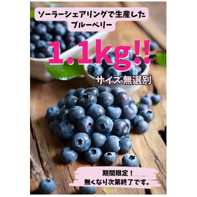 【予約】生ブルーベリー　訳ありサイズ無選別1.1kg　千葉県香取市産　ソーラーシェアリングで生産　　