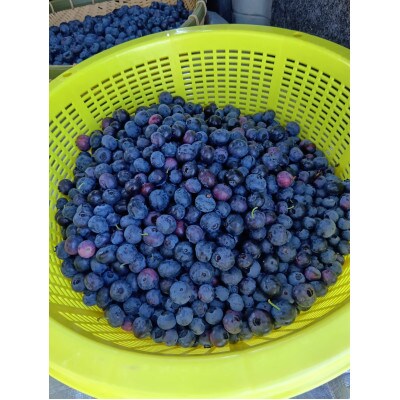 【予約】生ブルーベリー　訳ありサイズ無選別1.1kg　千葉県香取市産　ソーラーシェアリングで生産　　