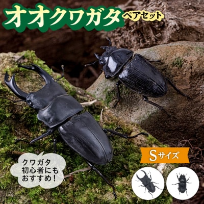 オオクワガタ ペア (Sサイズ)　糸島市/糸島クワガタの森 昆虫 ペット [AUN002]