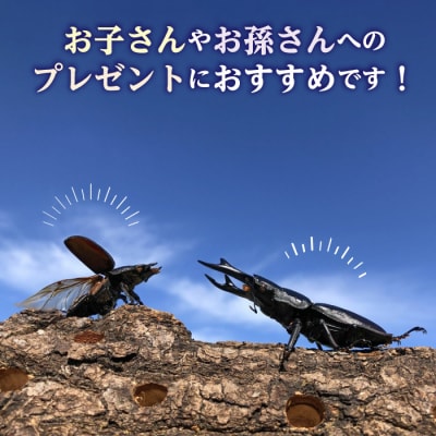 オオクワガタ ペア (Mサイズ)　糸島市/糸島クワガタの森 昆虫 ペット [AUN003]