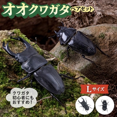オオクワガタ ペア (Lサイズ)　糸島市/糸島クワガタの森 昆虫 ペット [AUN004]