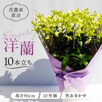 【ギフトに】デンファレ(洋蘭)10本立ち 糸島市/和饗エコファーム株式会社 [AVI001]