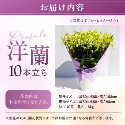 【ギフトに】デンファレ(洋蘭)10本立ち 糸島市/和饗エコファーム株式会社 [AVI001]