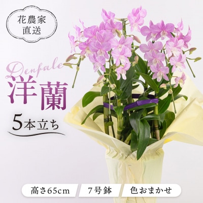 【ギフトに】デンファレ(洋蘭)5本立ち 糸島市/和饗エコファーム株式会社 [AVI003]