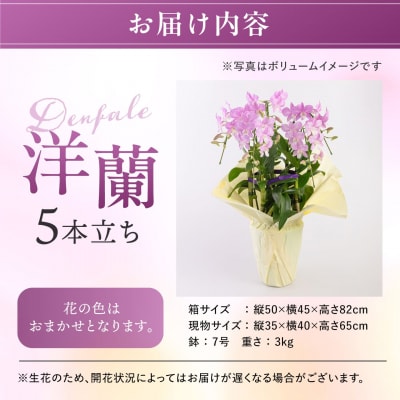 【ギフトに】デンファレ(洋蘭)5本立ち 糸島市/和饗エコファーム株式会社 [AVI003]