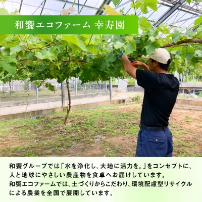 【先行受付】糸島産 シャインマスカット 1kg(2-4房) 糸島市 / [AVI006]
