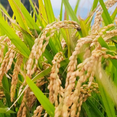 糸島市産 白米 ヒノヒカリ 5kg / 谷川農園 [AVQ006]