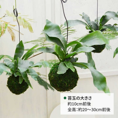 吊るして オシャレ 『コウモリラン 苔玉』 糸島市/cocoha 観葉植物 室内[AWB004]