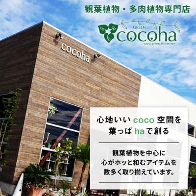 吊るして オシャレ 『コウモリラン 苔玉』 糸島市/cocoha 観葉植物 室内[AWB004]
