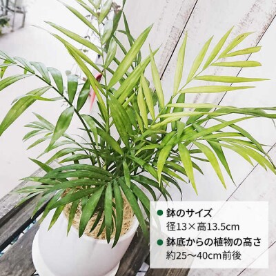 テーブルヤシ糸島市/cocoha[AWB009]観葉植物グリーンインテリア