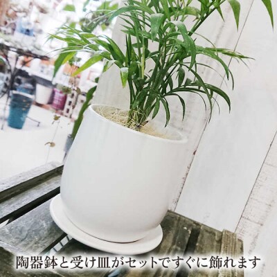 テーブルヤシ糸島市/cocoha[AWB009]観葉植物グリーンインテリア