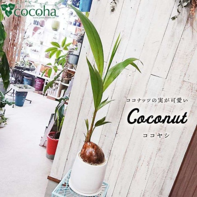 ココヤシ糸島市/cocoha[AWB012]観葉植物グリーンインテリア