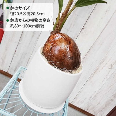 ココヤシ糸島市/cocoha[AWB012]観葉植物グリーンインテリア