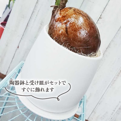 ココヤシ糸島市/cocoha[AWB012]観葉植物グリーンインテリア