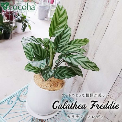 カラテア・フレディ糸島市/cocoha[AWB017]観葉植物グリーンインテリア室内