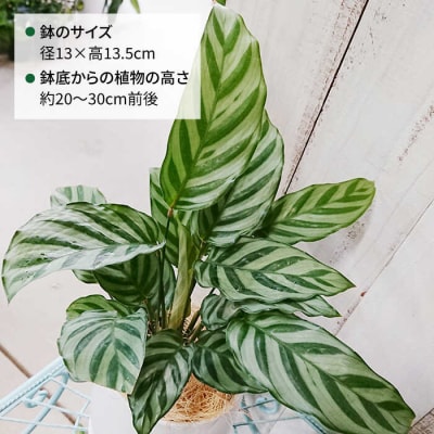 カラテア・フレディ糸島市/cocoha[AWB017]観葉植物グリーンインテリア室内
