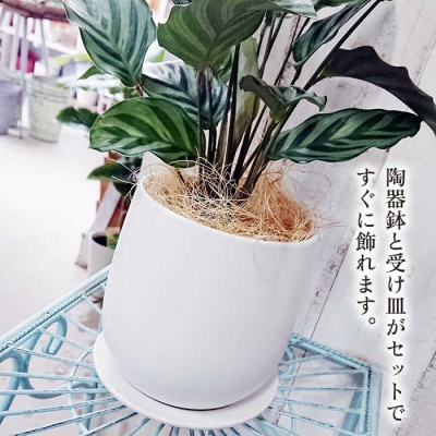 カラテア・フレディ糸島市/cocoha[AWB017]観葉植物グリーンインテリア室内