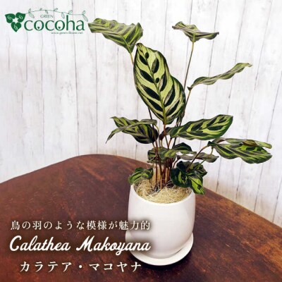 葉模様が独特で美しい『カラテア・マコヤナ』糸島市/cocoha[AWB023]